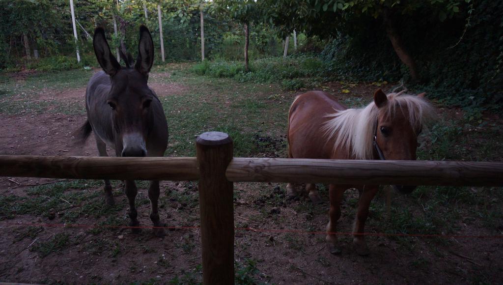 Agriturismo Fior Di Pesco Hotel Sommacampagna Luaran gambar